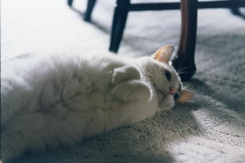 A cat, loafing at rank 4