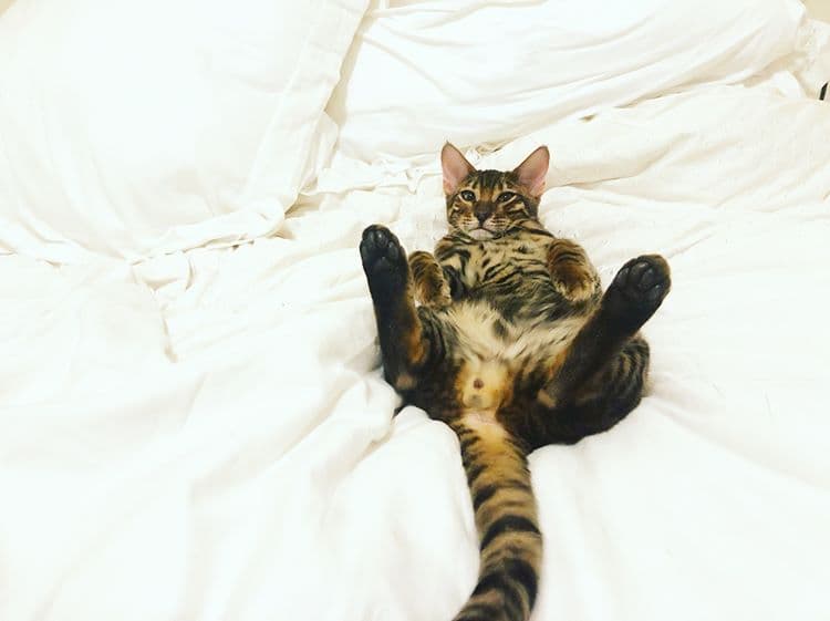A Toyger cat, loafing at rank 7