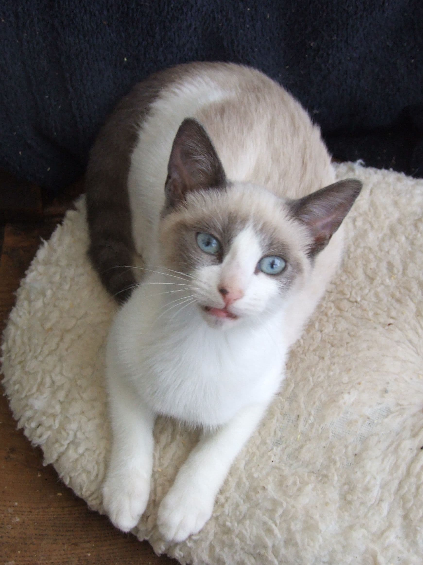 A Snowshoe cat, loafing at rank 3