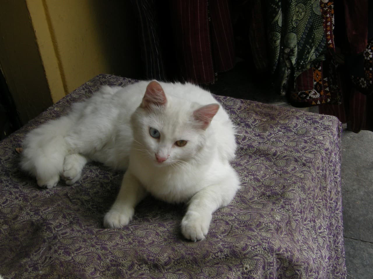 A cat, loafing at rank 9