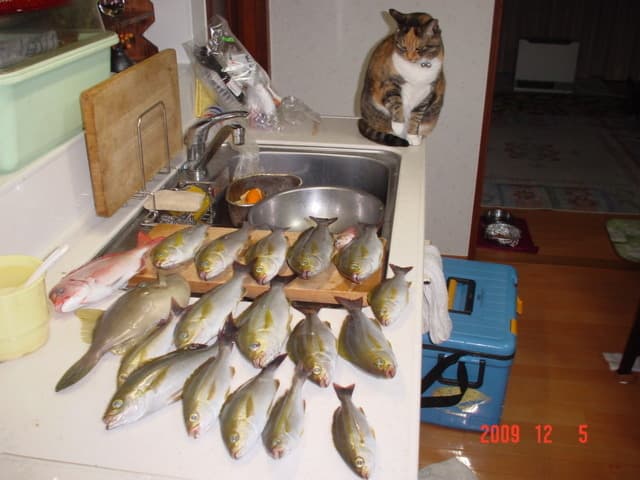 A cat, loafing at rank 2