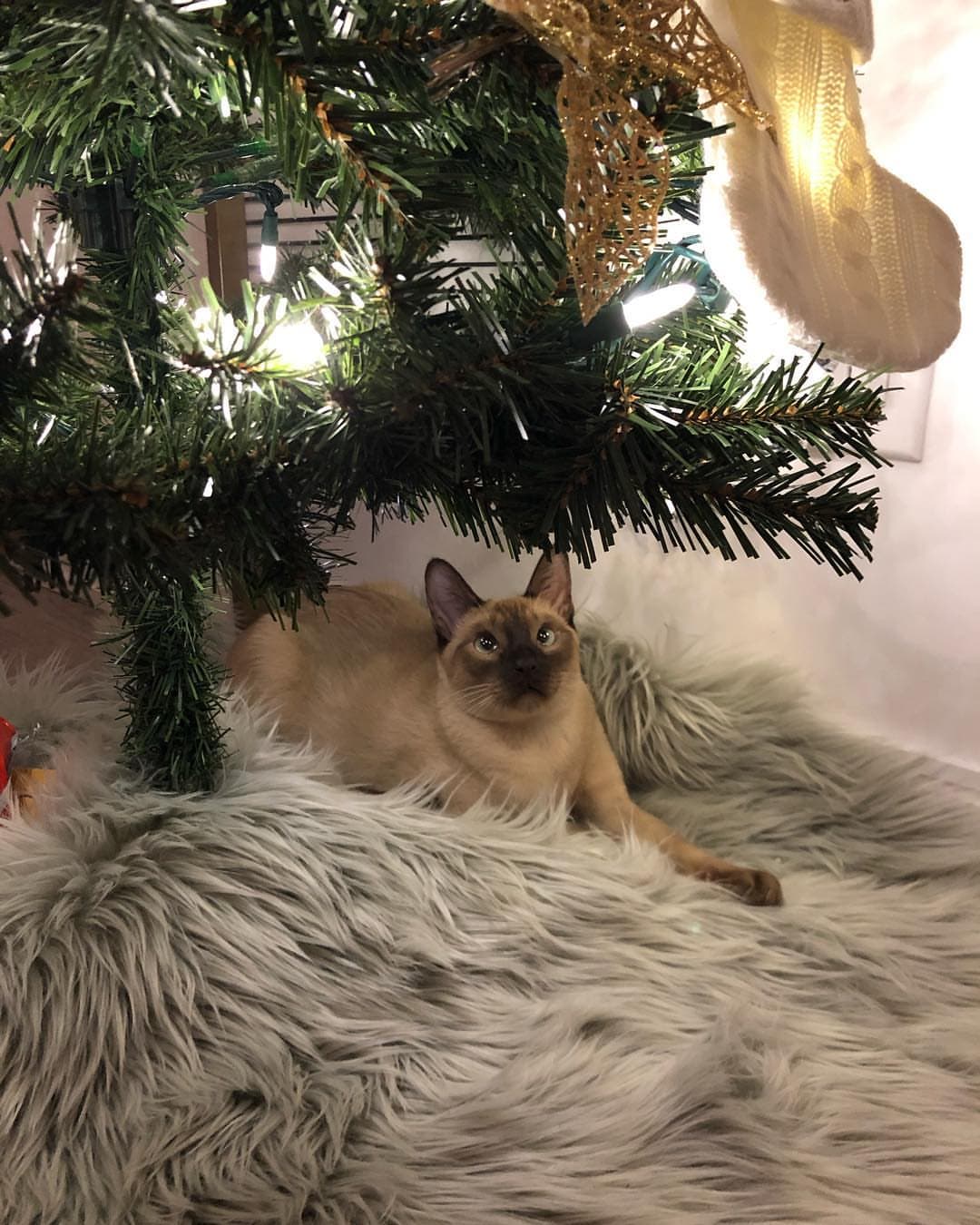 A Tonkinese cat, loafing at rank 11
